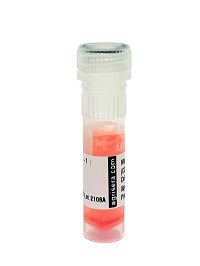 Xyloglucan (monoclonal, clone LM15) in the group Antibodies Plant/Algal / Cell Wall / Dr. Knox collection, University of Leeds at Agrisera AB (Antibodies for research) (AS18 4203-1ml)
